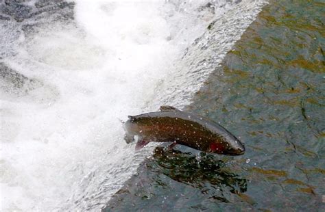 THE BEST Things to Do in Trout Run (2024) - Must-See Attractions