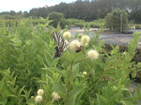 Cephalanthus occidentalis Buttonbush - Mail Order Natives