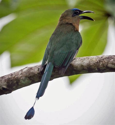 Birds of The World: Motmots (Momotidae), Todys (Todidae)