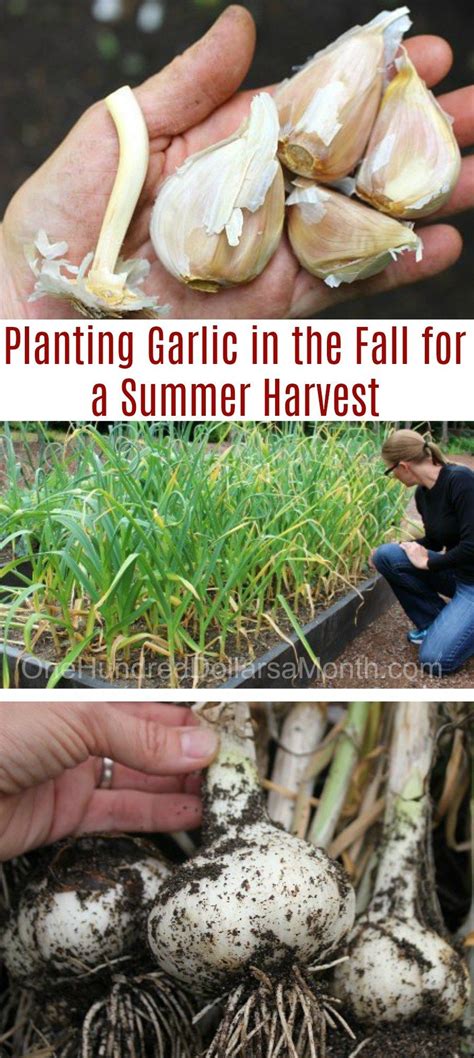 Planting Garlic in the Fall for a Summer Harvest - One Hundred Dollars ...