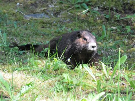 Great news: Canada's most endangered animal is making a comeback - The ...