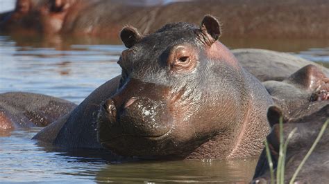 Wild Animals Drinking Water