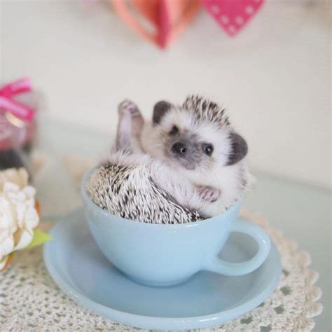 24Hedgehogs Pics So Adorable They'll Melt Your Heart | Cute little animals, Cute hedgehog, Cute ...