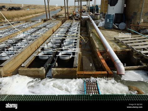 Oyster farm Stock Photo - Alamy