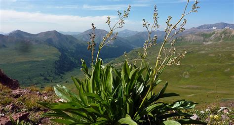 Climate closing the gender gap for this mountain flower