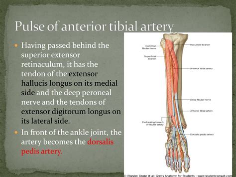 Posterior Tibial Artery Ultrasound