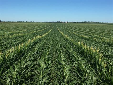 What is That? Corn Detasseling - DeKalb County Farm Bureau Connections