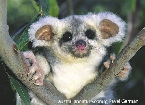 A rarely seen nocturnal animal, an arboreal Australian greater glider, photographed in the wild ...