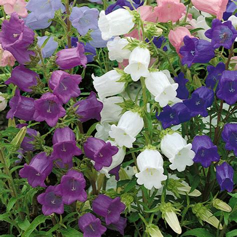 Campanula, Assorted – My Flower Stop