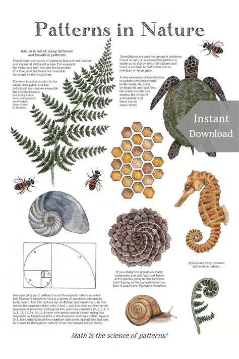 Patterns in Nature Math School Room Printable & Poster - 12 x 18 - A4 - 8.5 x 11 - Digital, Mont ...