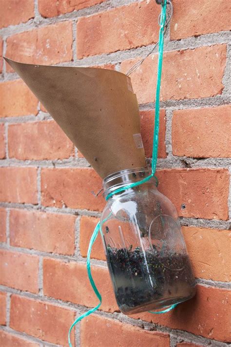 The Best Homemade Fly Trap for Outdoor | Homemade fly traps, Diy fly trap, Fly traps