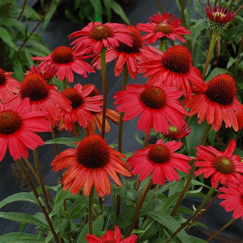 Echinacea KISMET® ‘Red’ | TERRA NOVA® Nurseries, Inc.