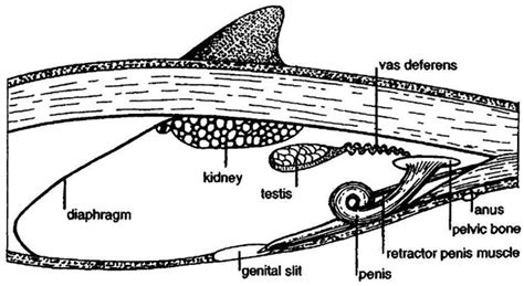 reproduction - Narwhal Whale Resource