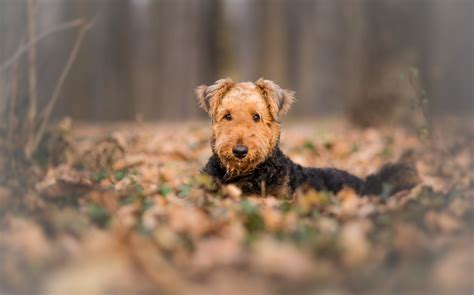 Breed Information for Airedale Terriers - Rescue Pledge