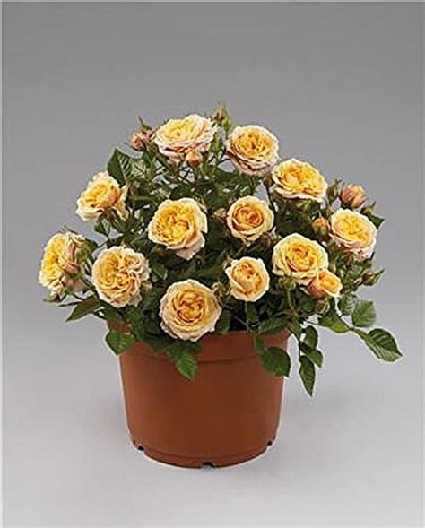 Parade Cara Miniature Rose Bush - Fragrant/Hardy - 2.5" Pot - Walmart.com - Walmart.com