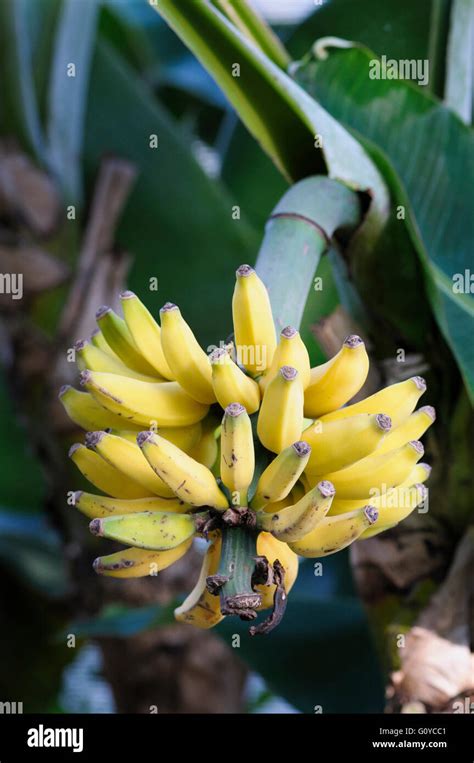 Banana "Dwarf Cavendish", Musa, Musa acuminata "Dwarf Cavendish Stock ...