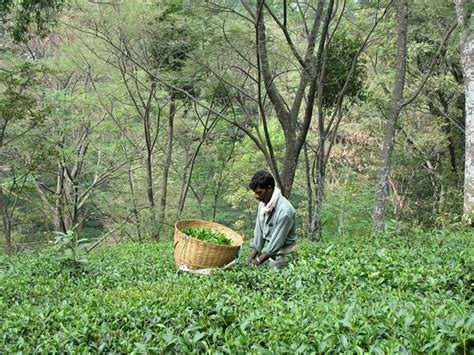 Palampur Tea Gardens - 2020 What to Know Before You Go (with Photos ...