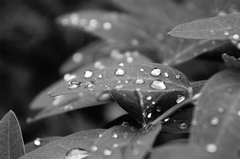 Raindrops on Leaves | Smithsonian Photo Contest | Smithsonian Magazine