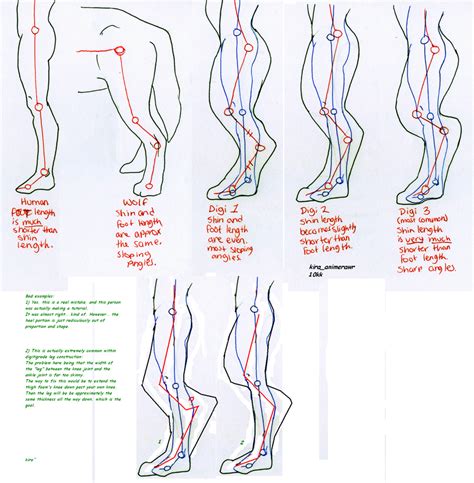 Digitigrade Leg Anatomy | Hot Sex Picture