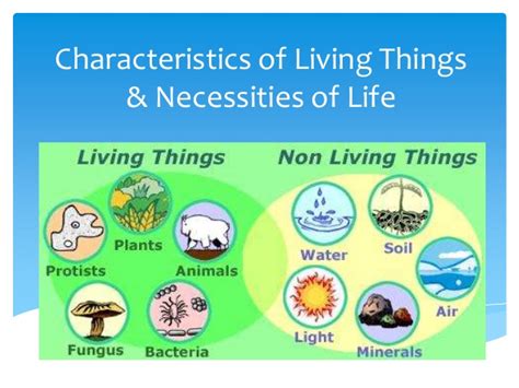 Natural Science for 5 and 6. : 6º. Unit 4.LIVING THINGS