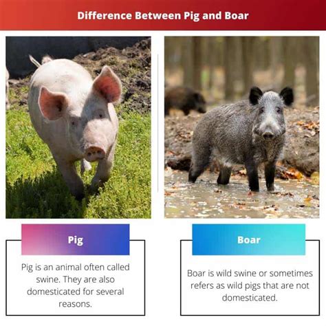 Pig vs Boar: Difference and Comparison