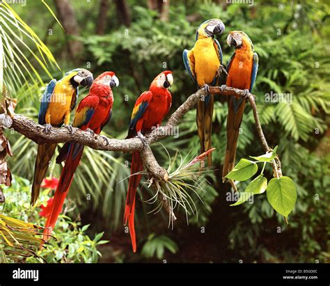 EXOTIC BIRDS: Parrots Stock Photo - Alamy