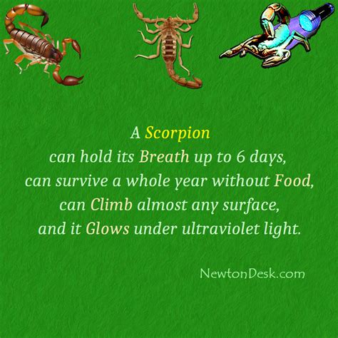 How Long Can A Scorpion Hold Its Breath? - Creature Facts