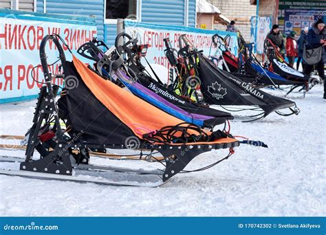 Sleds for Racing Sled Dogs Stand in Front of the Competition ...