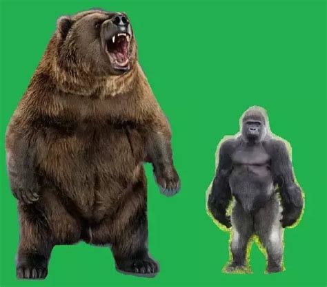 Gorilla Vs Grizzly Bear