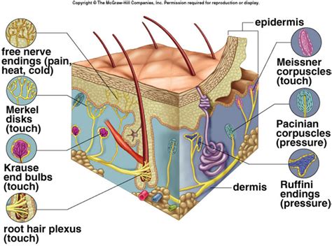 Dermis & Sensory Receptors Diagram | Quizlet