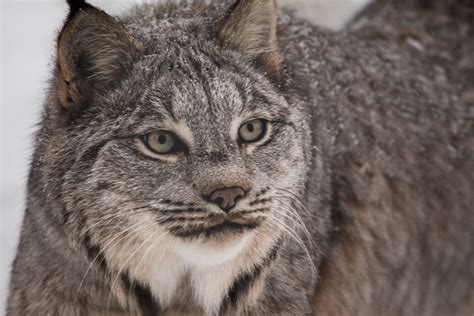 Meet the Animals From the Yukon Wildlife Preserve