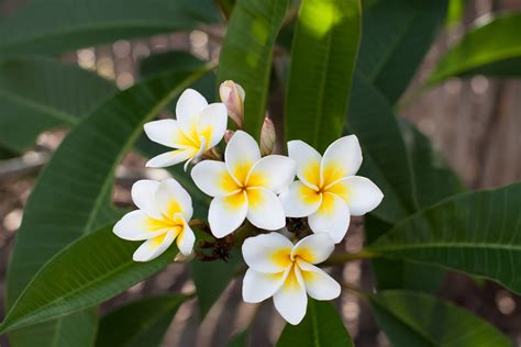 Las plantas y sus usos: Beneficios de la flor de mayo o Plumeria rubra