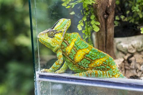 What Plants Are Safe for Your Reptile or Amphibian? | Snake terrarium, Lizard terrarium, Reptile ...