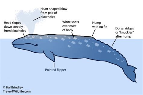 Whale Watching in Vancouver: How to Identify a Gray Whale - Travel 4 Wildlife