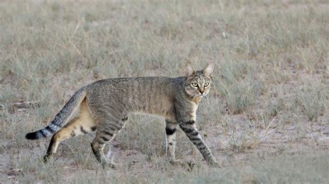 Mpala Live! Field Guide: African Wildcat | MpalaLive