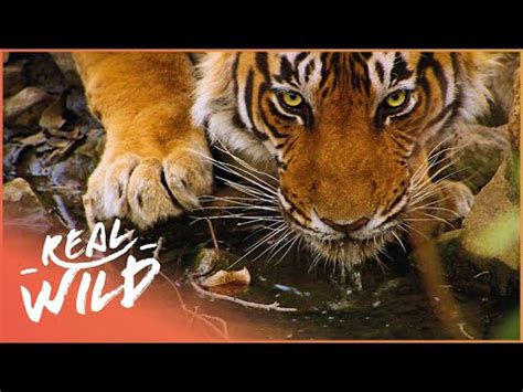 The 10 Best Documentaries About Tigers - Documentarytube.com