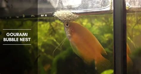 Gourami Bubble Nest - Breeding, and Common Gourami Species - The ...