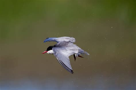 pewit: a few Whiskered Terns