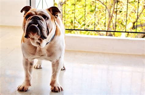 English Bulldog Grooming: Bathing, Shedding, and More