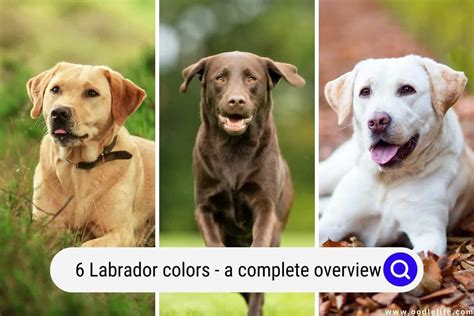 6 Labrador Colors: A Complete Overview (With Pictures And Rare Colors ...