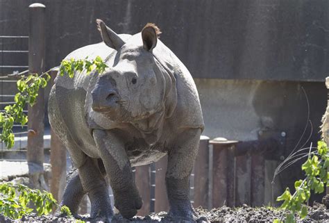 Rhino Escapes Pen At Omaha Zoo For A Little Snack : NPR