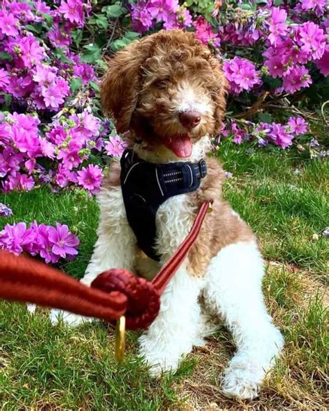 Parti Goldendoodle: Get to Know This Rare Doodle Pattern