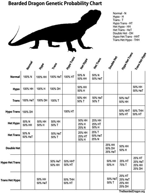 the bearded dragon gentic probability chart is shown in black and white