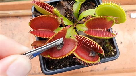 Venus Flytrap Feeding Compilation 2020 (over 20 feeds) - YouTube