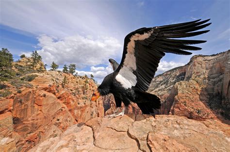 California Condor: extinction is one step away