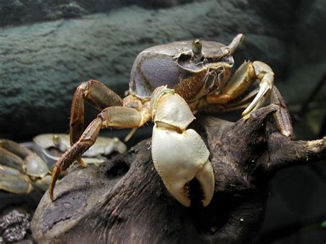 Natural Brown Crab | Crab, Animal wallpaper, Image