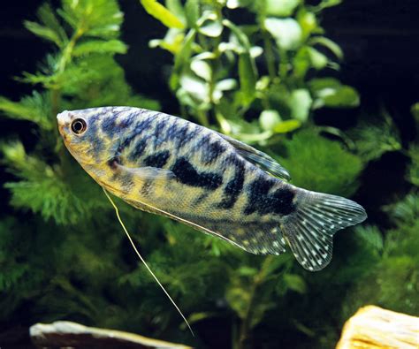 How to Choose Good Quality Blue Gourami Fish - fish-hobbyist