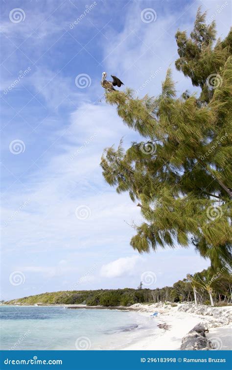 Little Stirrup Cay Beach with a Pelican Stock Photo - Image of tropical ...