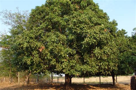 Trees - Trees That Feed FoundationTrees That Feed Foundation