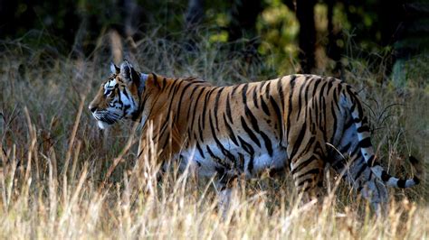 Pench Tiger Reserve, Madhya Pradesh - #GroupOuting #GoGroupOuting Visit ...